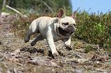 BOULEDOGUE FRANCAIS 108